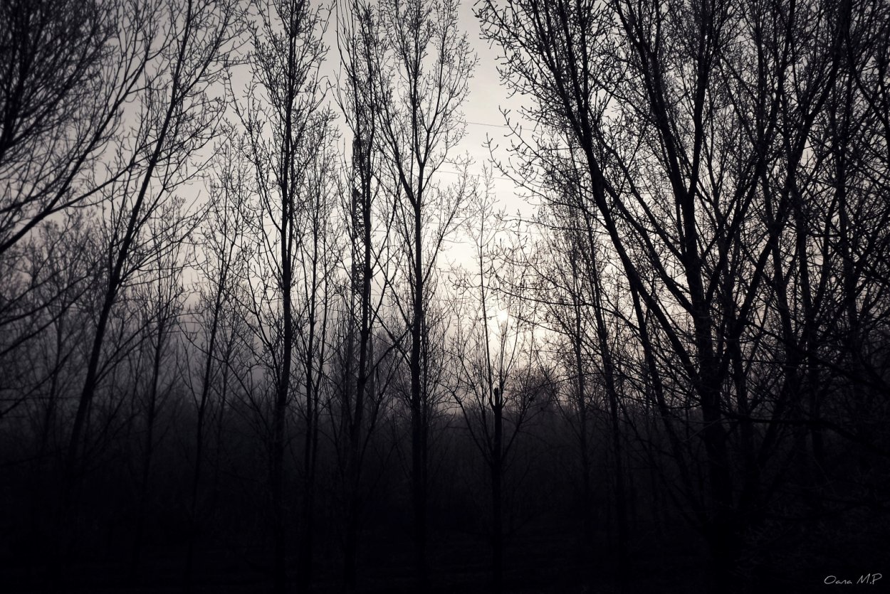 Темное дерево