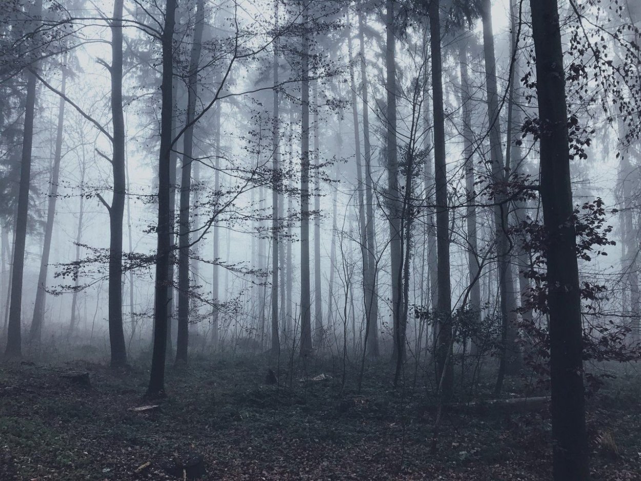 Туманный лес