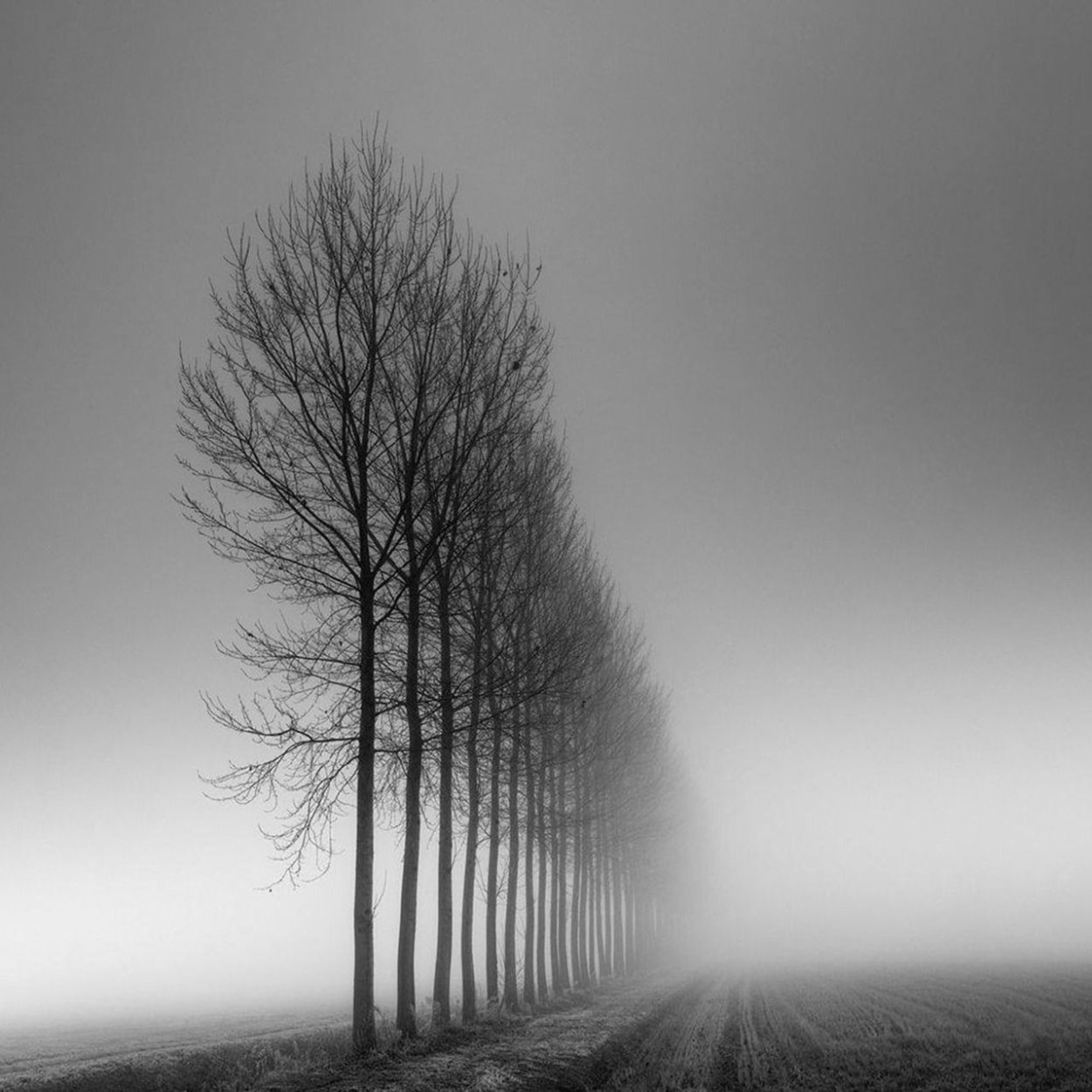 Серый пейзаж