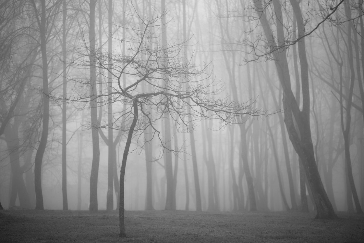 Мрачный лес в тумане