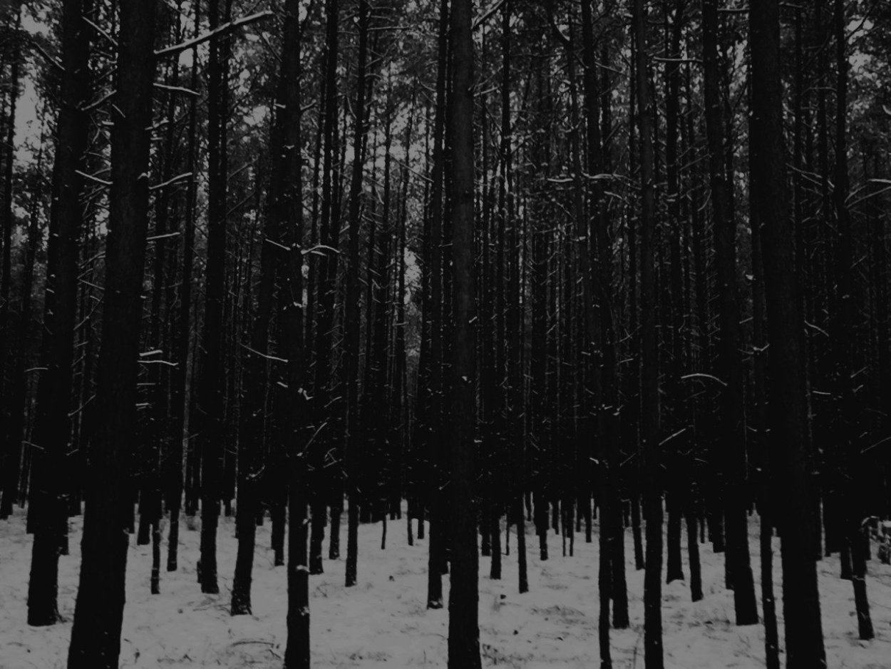 Atmospheric Black Metal лес