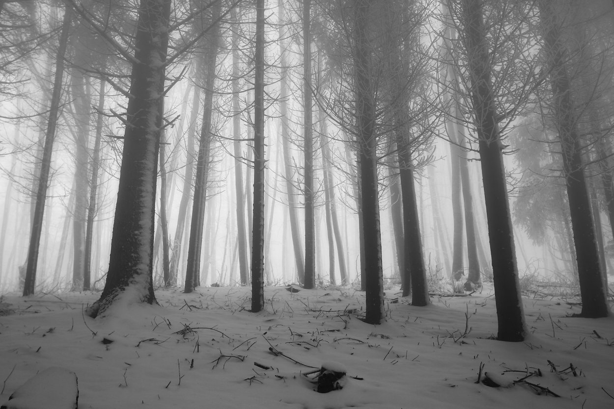 Заснеженный лес жуткий