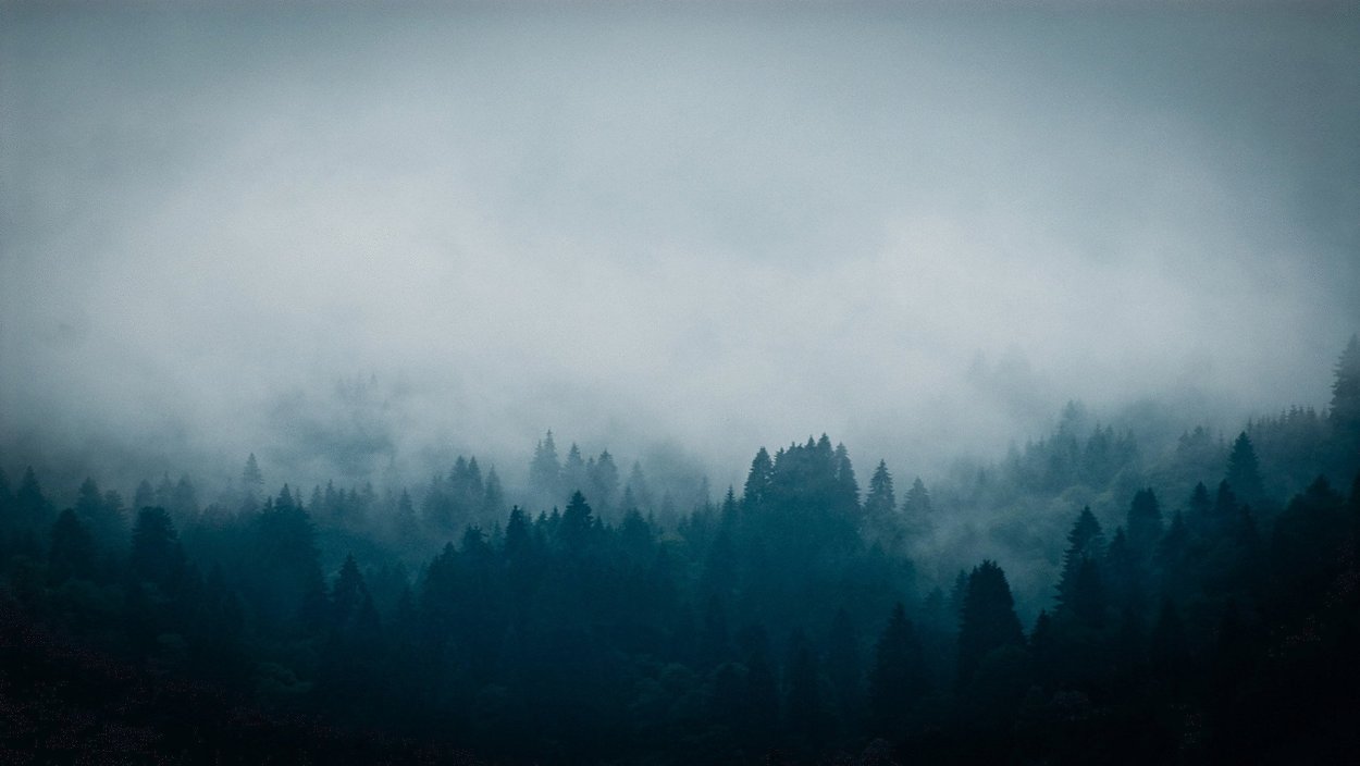 Лес в тумане арт