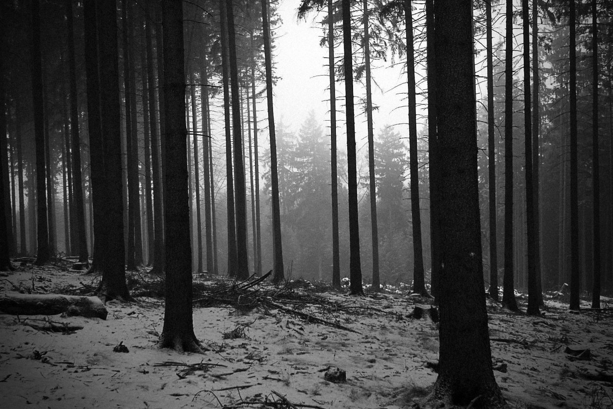 Мрачный лес черно белый