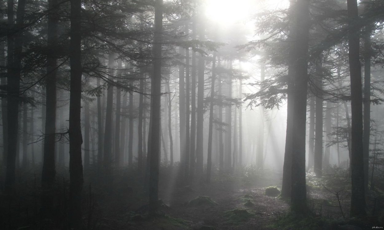 Серый лес