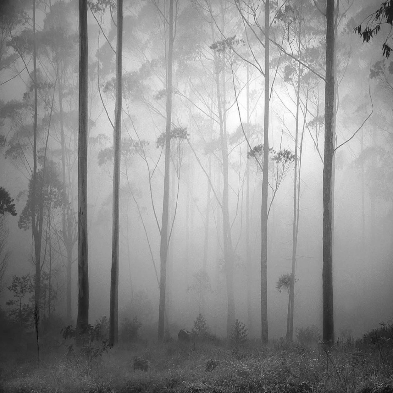 Серый лес в тумане