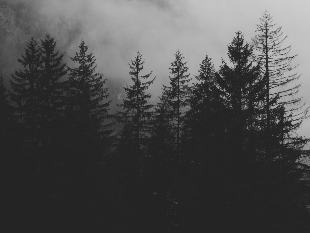 Хвойный лес