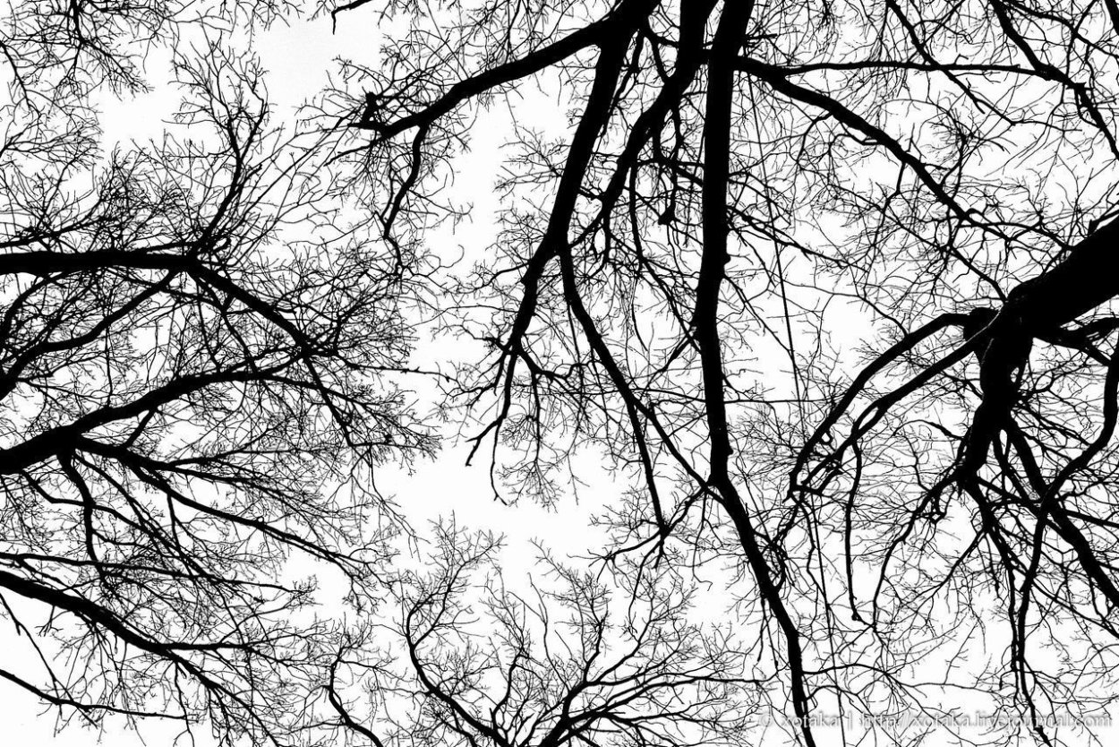 Черная ветка дерева