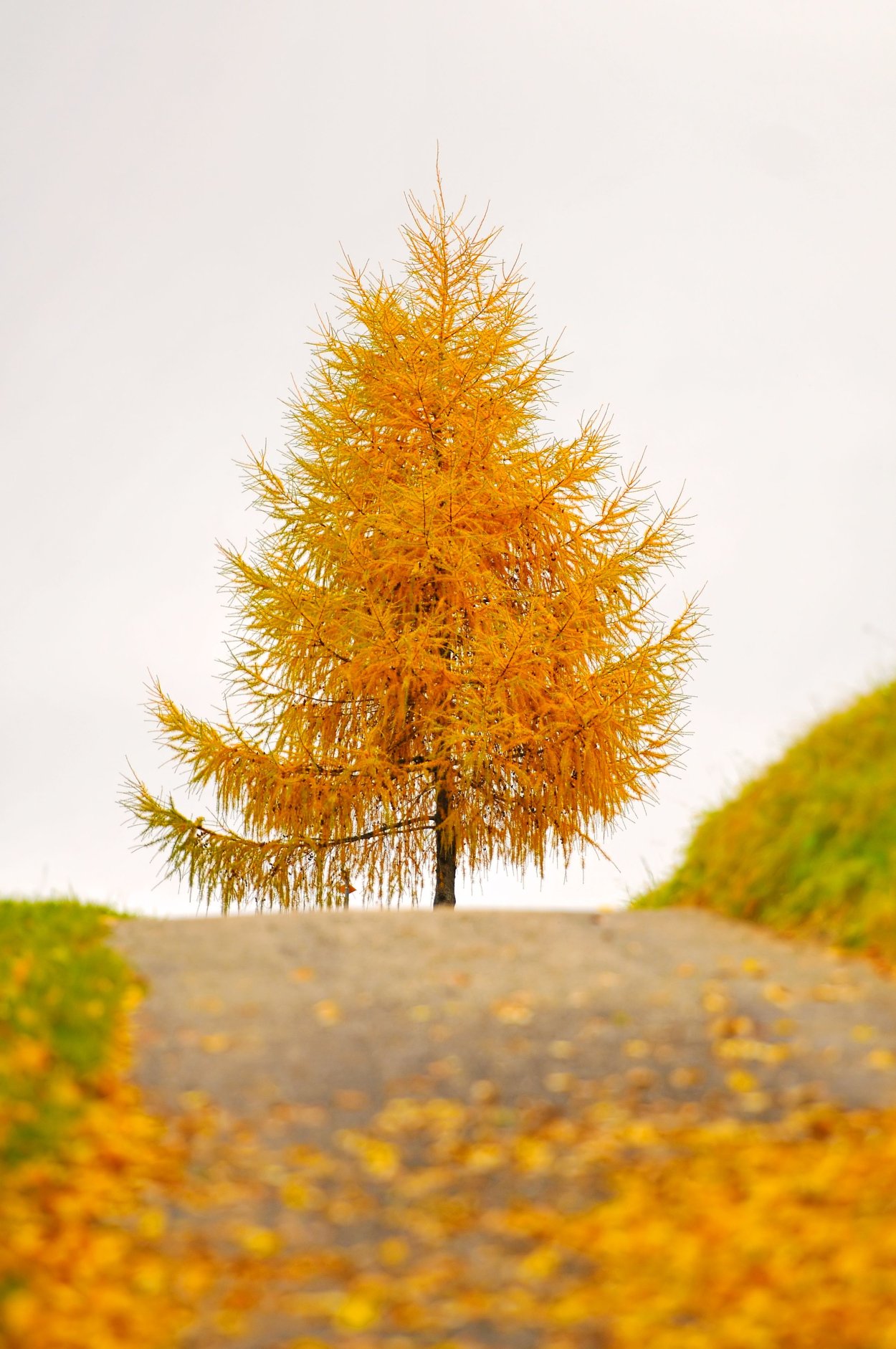 Лиственница Сибирская желтая