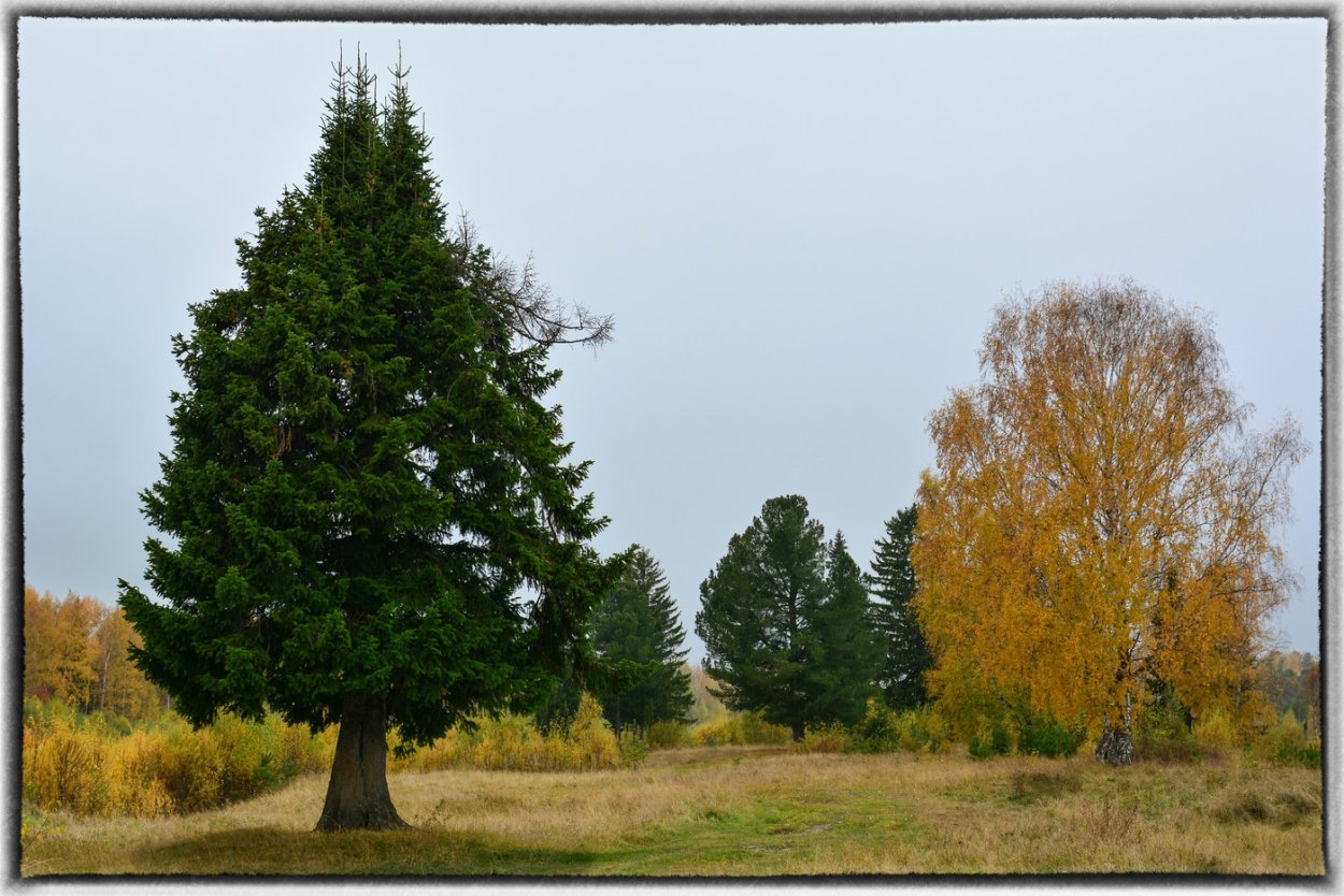 Осеннее дерево сосна