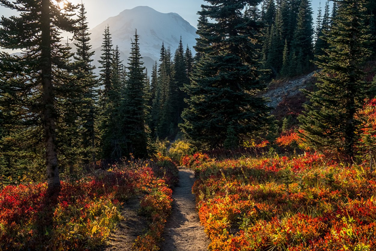 Еловый лес горы Норвегия