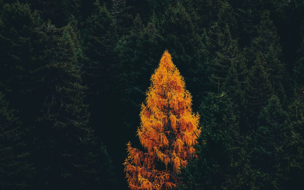 Листопад хвойных деревьев