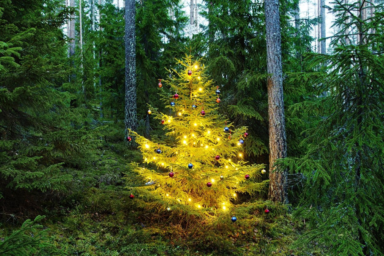 Новогодняя елочка в лесу