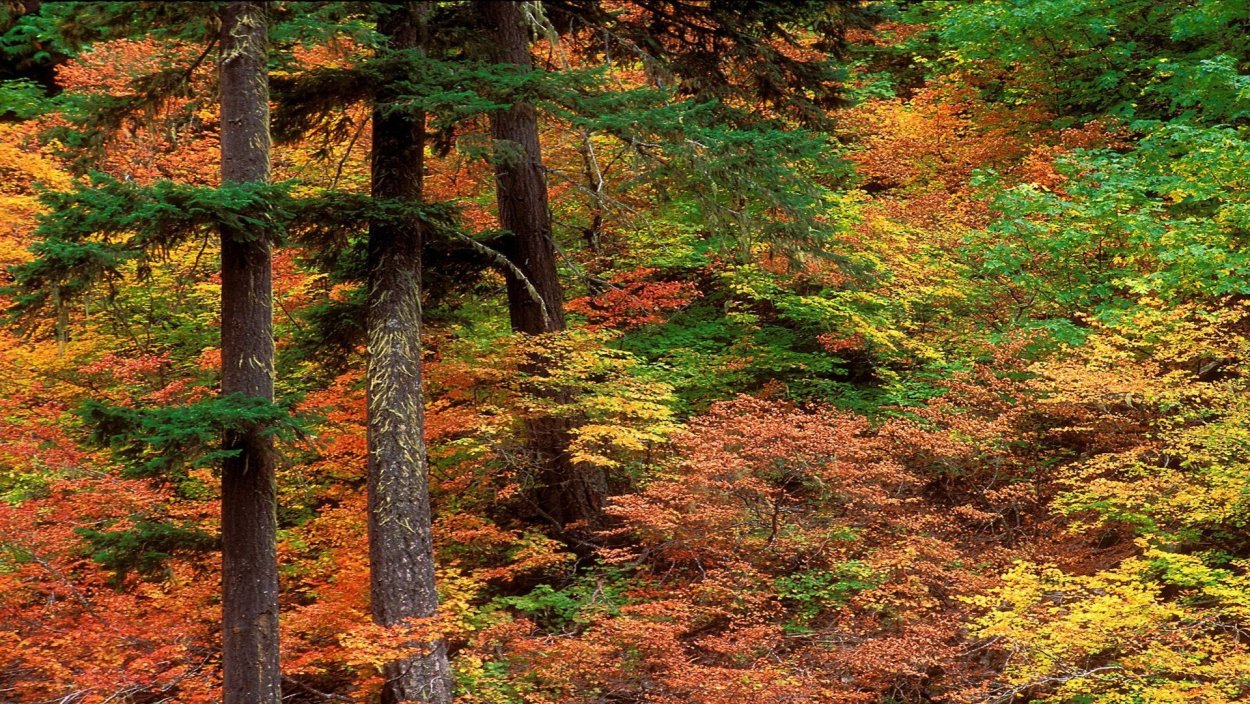 Широколиственный листопадный лес Япония