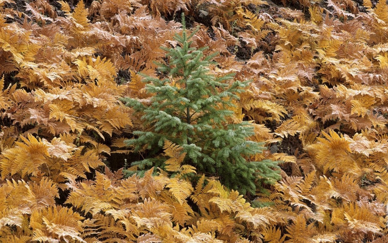 Ель в осеннем лесу