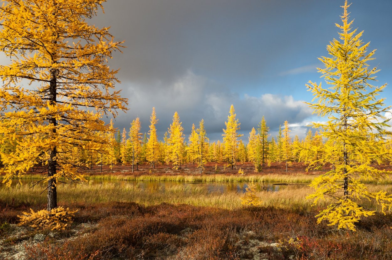 Лиственница Восточной Сибири