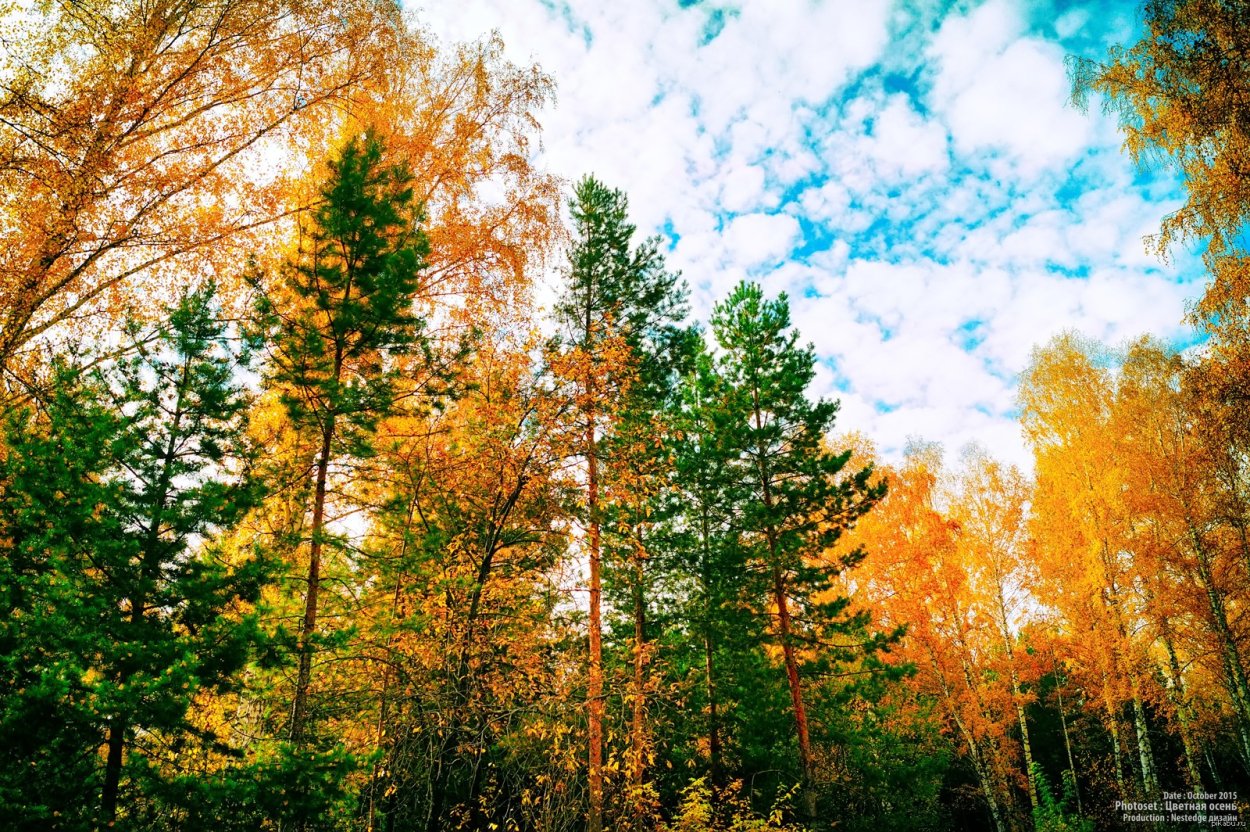 Осенний лес сосны