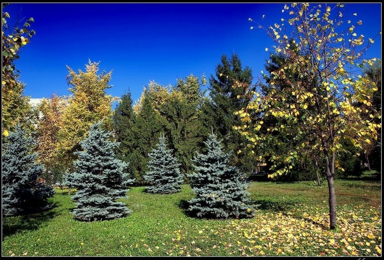 Ели в парках