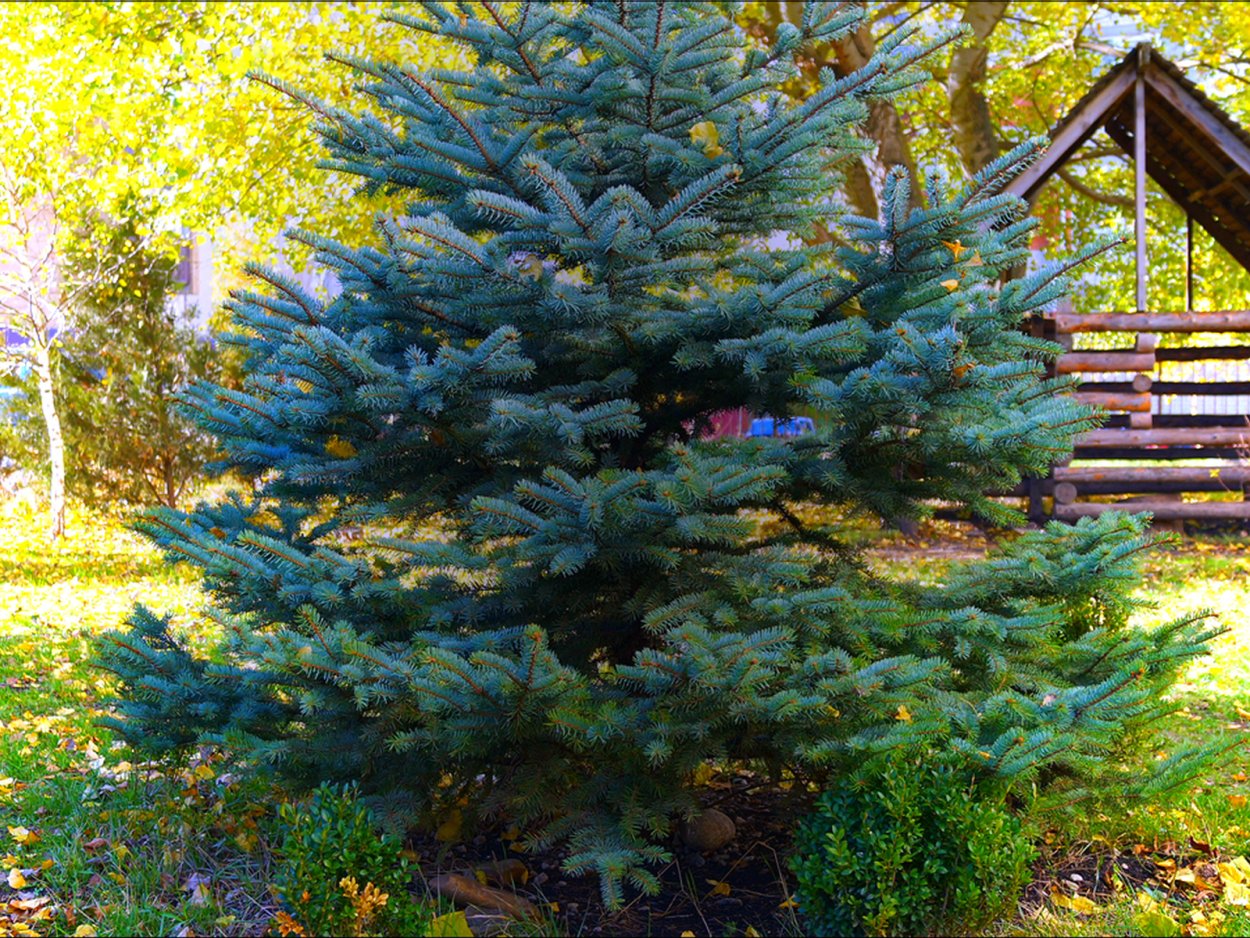 Пихта Нордмана