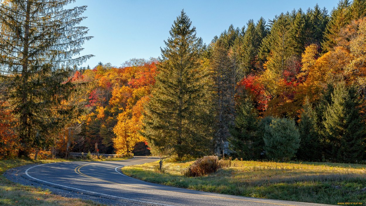 Осень и ели дороги