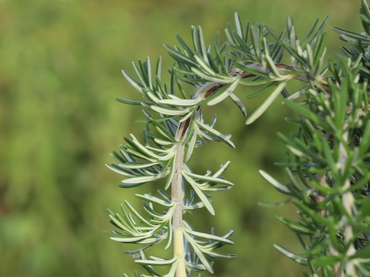 Розмарин кустарник садовый
