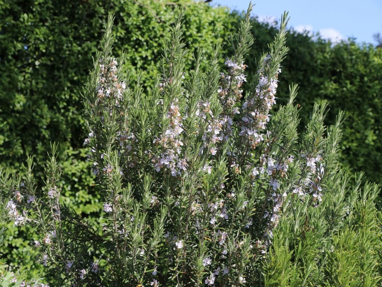 Розмарин ампельный