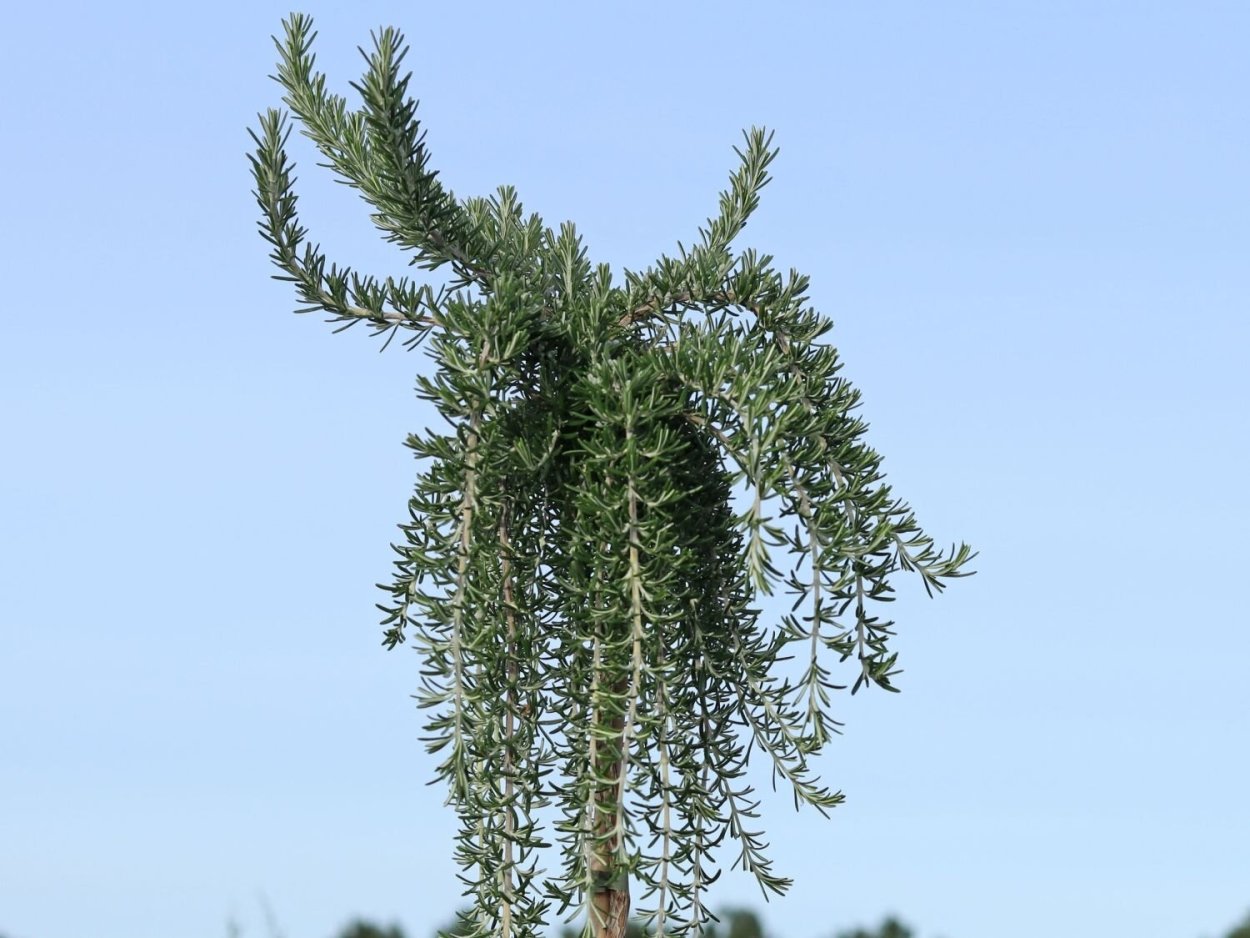 Розмарин лекарственный куст