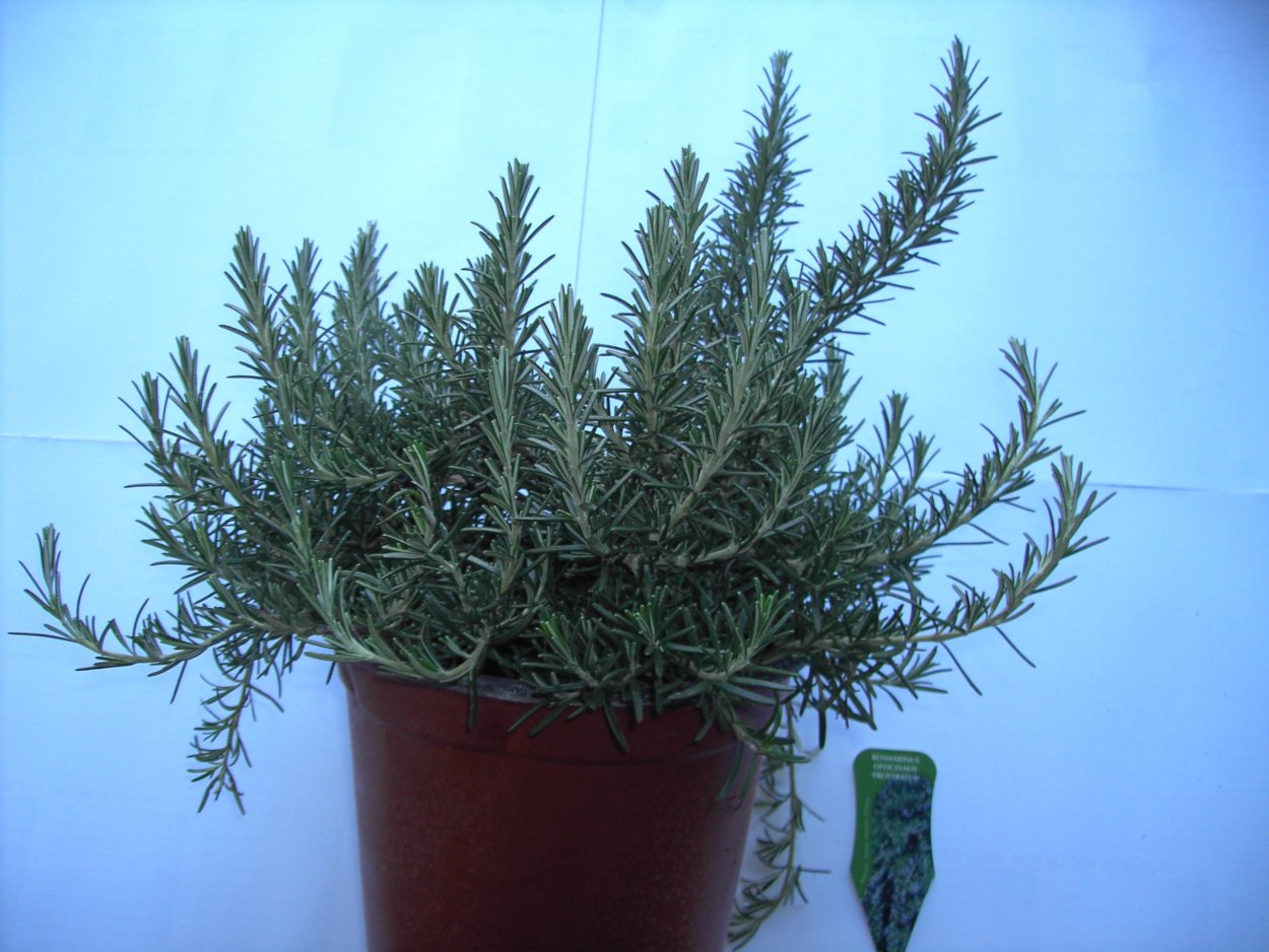 Розмарин Геншин