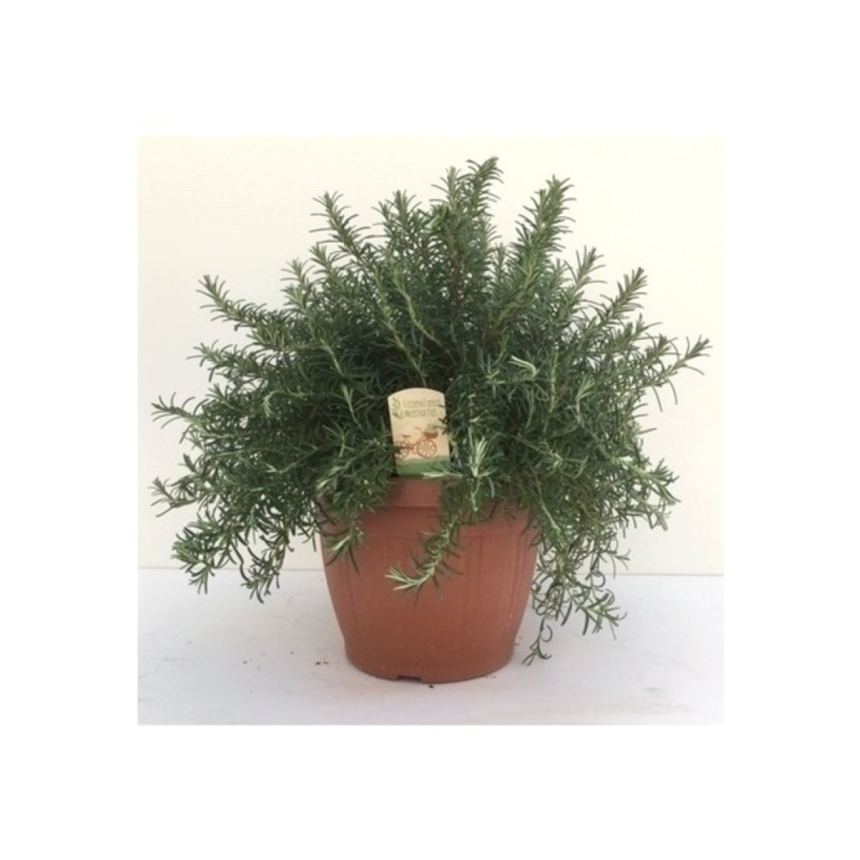 Розмарин куст