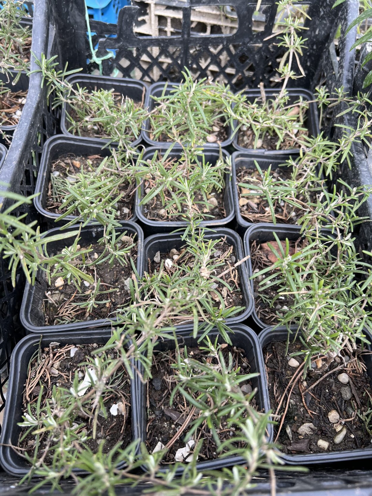 Розмарин лекарственный