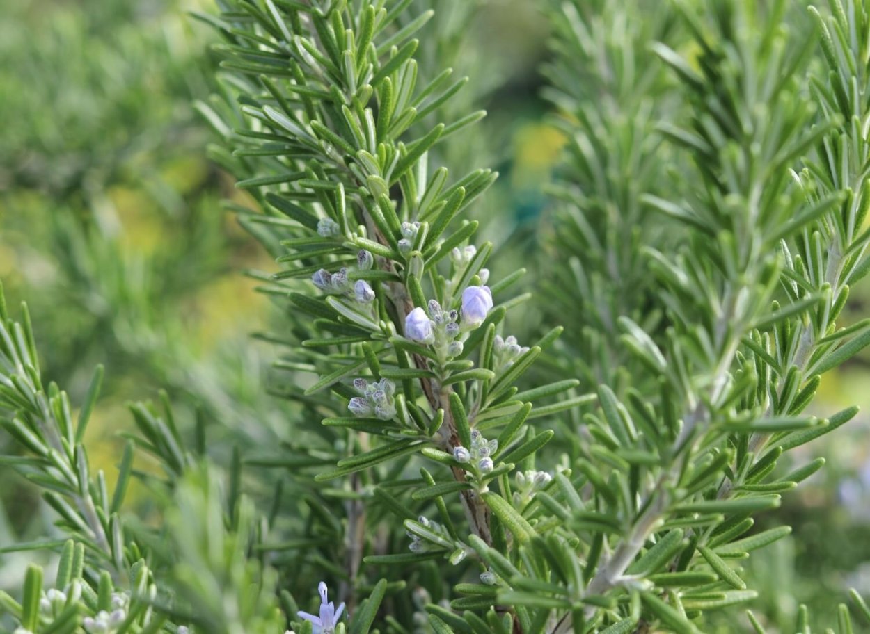 Розмарин ампельный