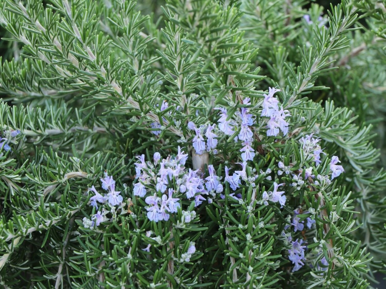 Rosmarinus officinalis Prostratus