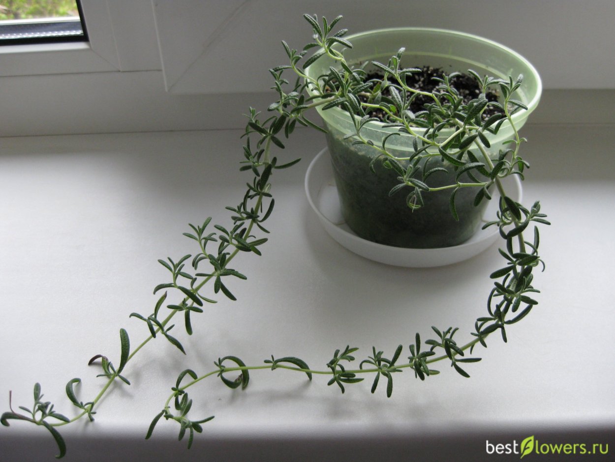 Розмарин Средиземноморский