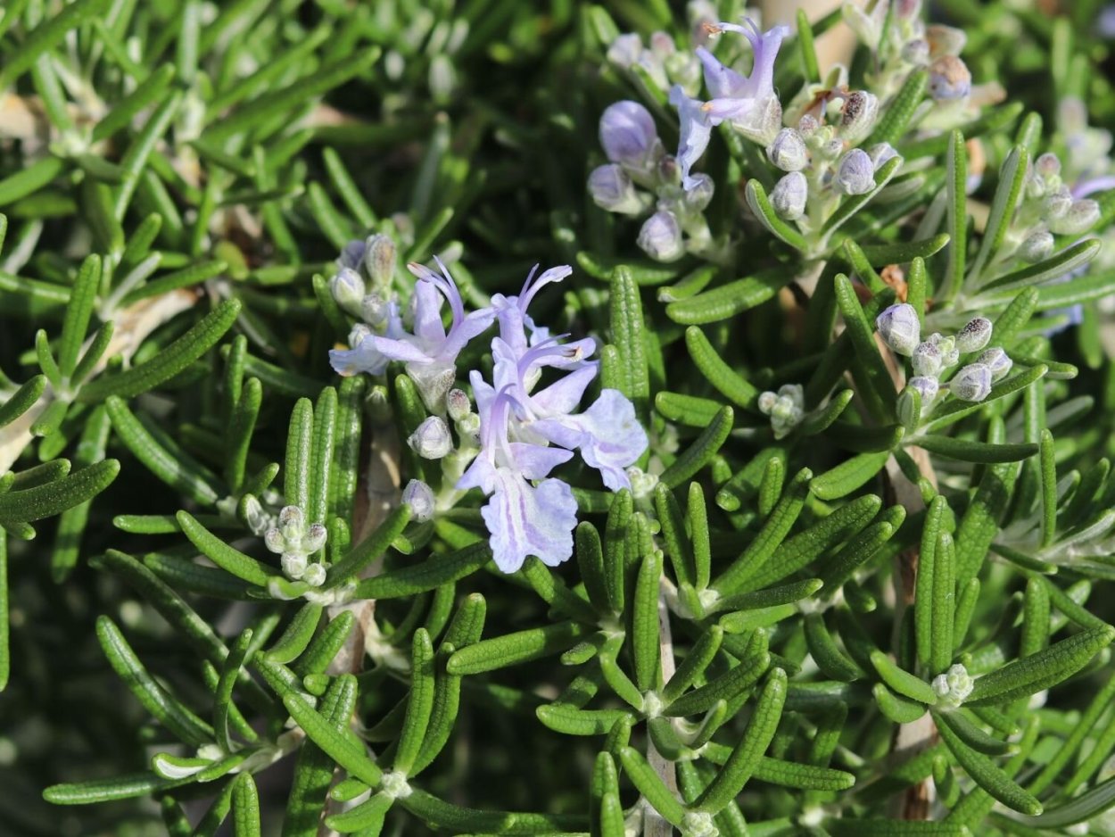 Розмарин стелющийся