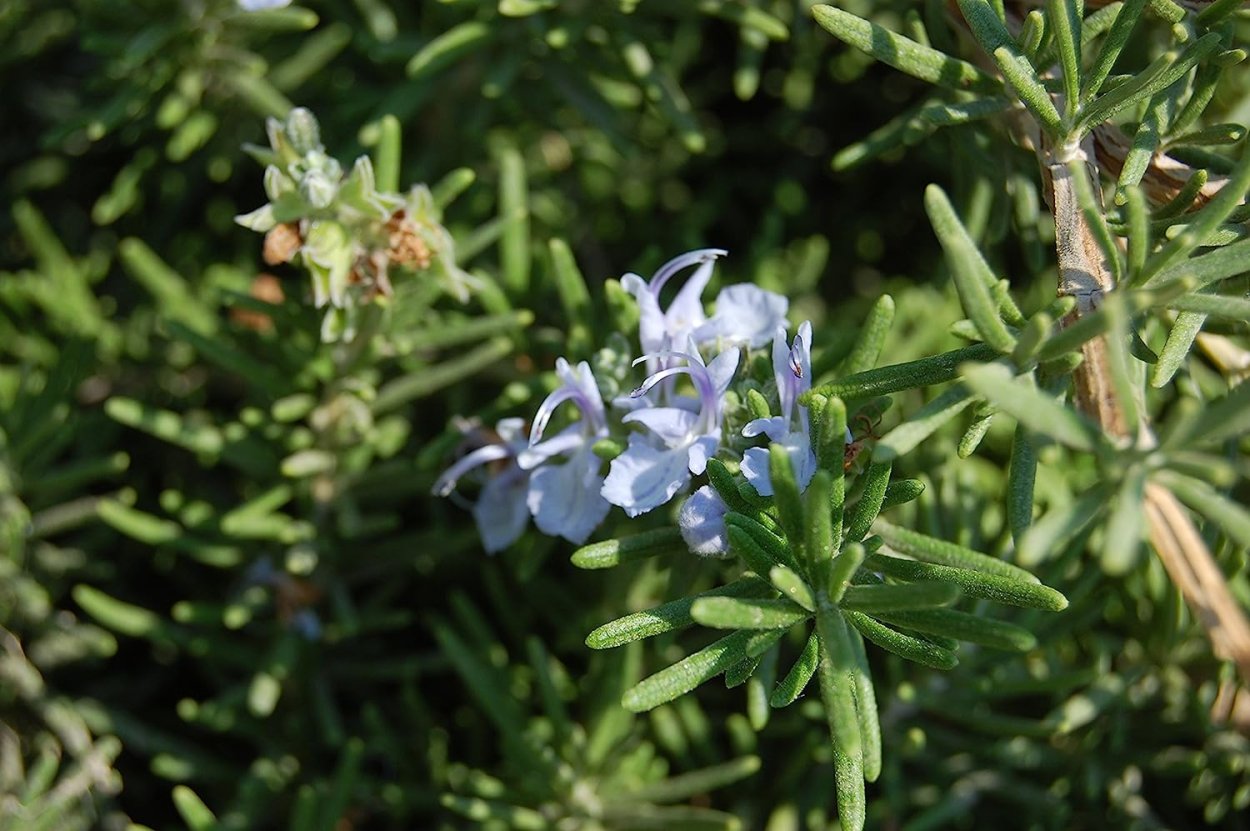 Розмарин Майорка Пинк
