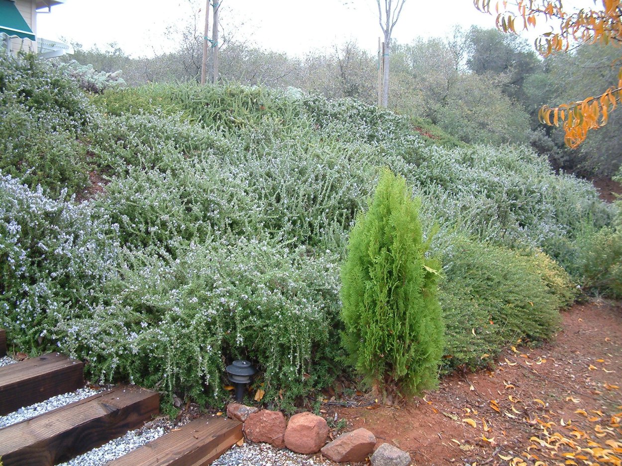 Розмарин officinalis