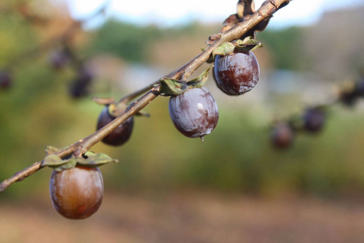 Сухая Дикая хурма