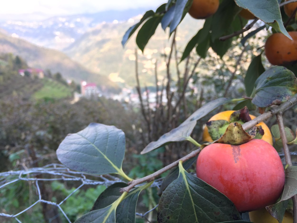 Хурма в Абхазии