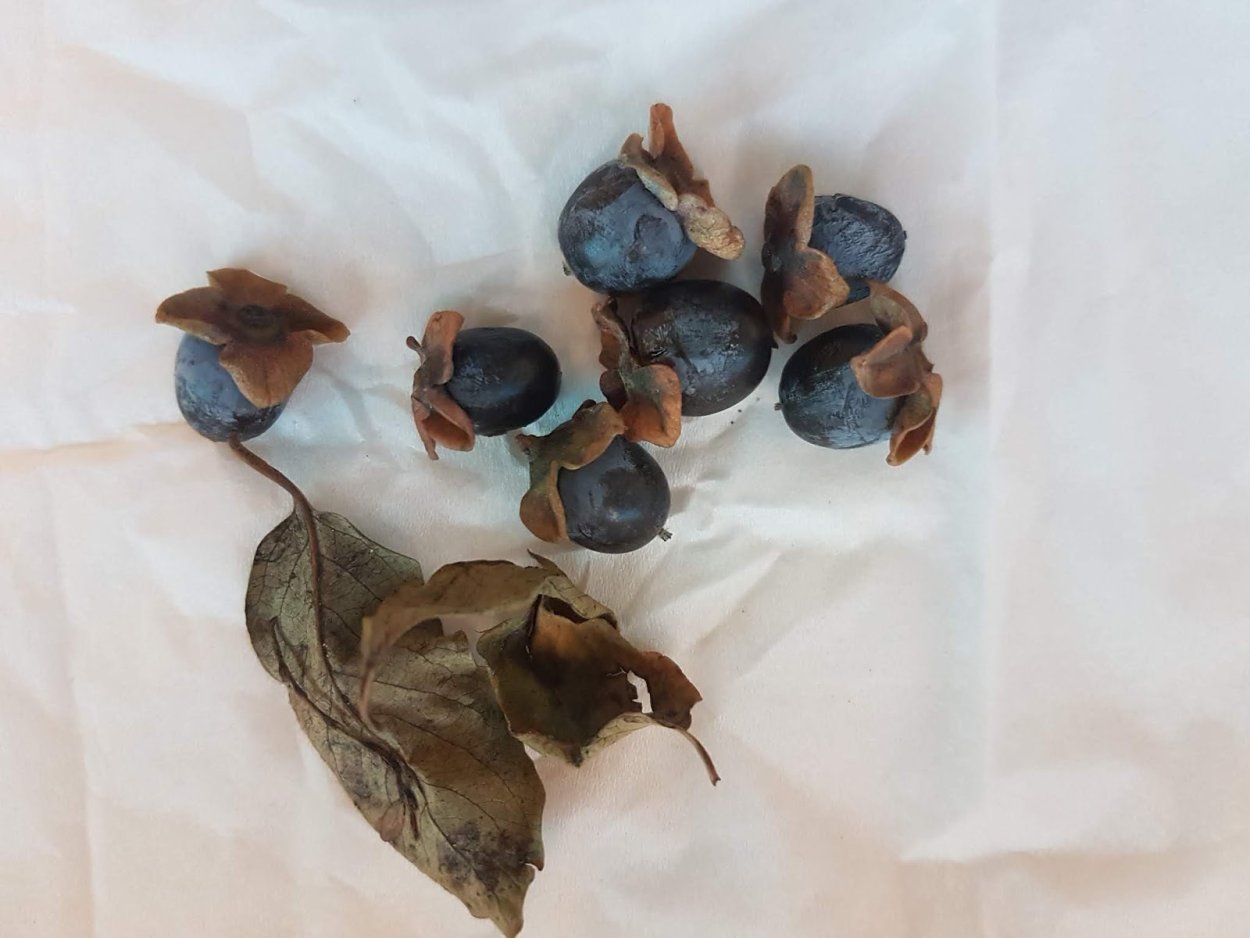 Дагестанская хурма