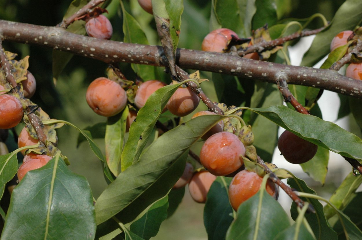 Дагестанская хурма сушеная