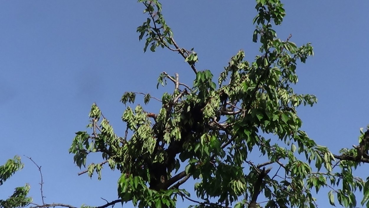 Багдадская хурма