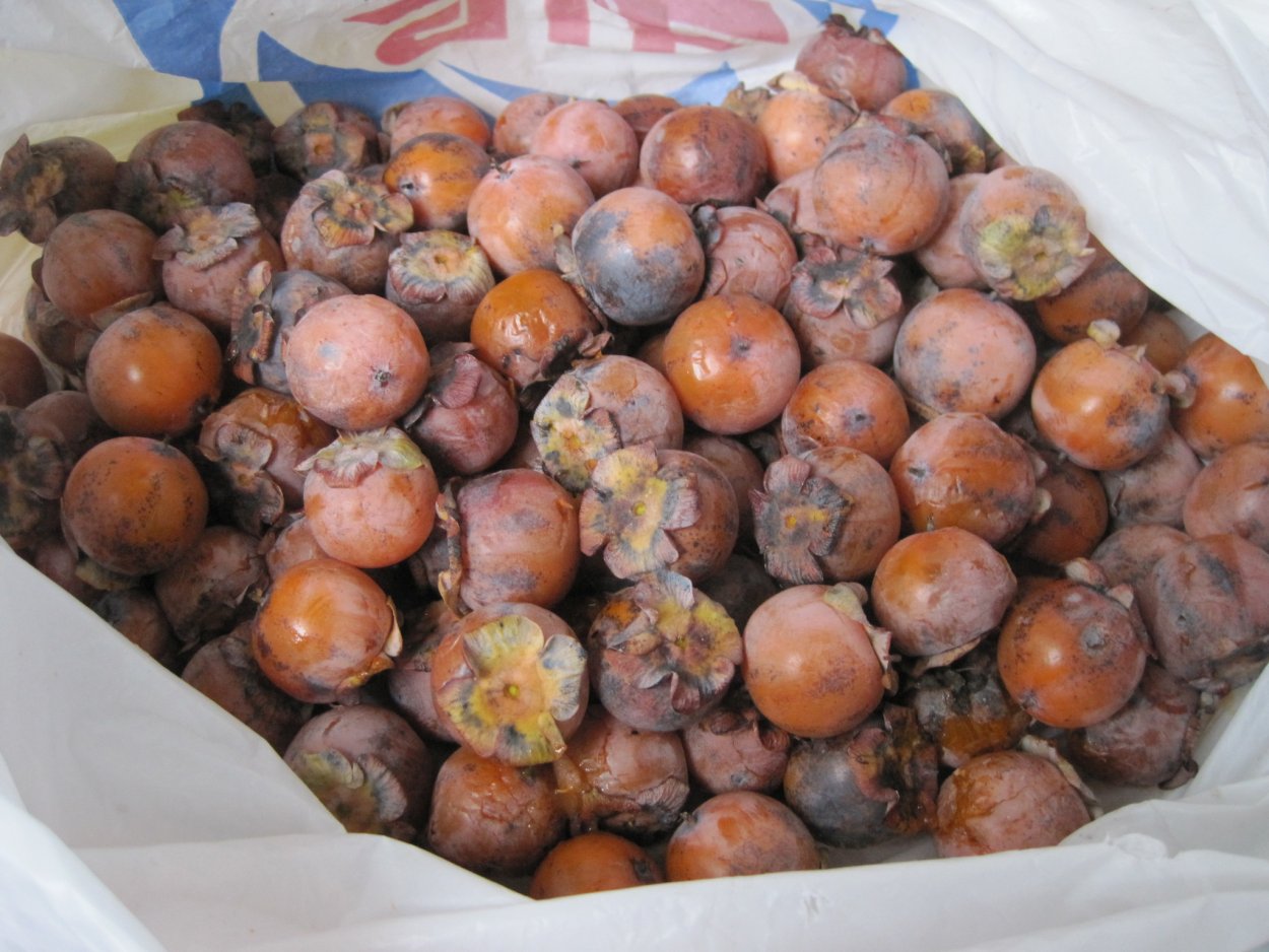 Хурма Дагестанская Дикая