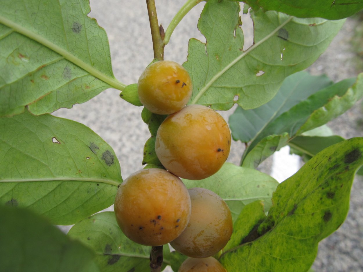 Хурма черная мелкая Дагестанская