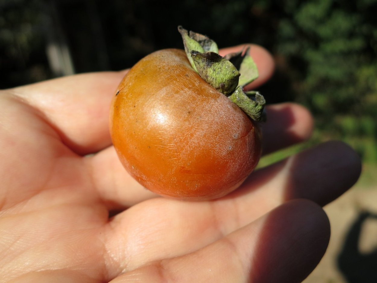 Хурма Дагестанская Дикая