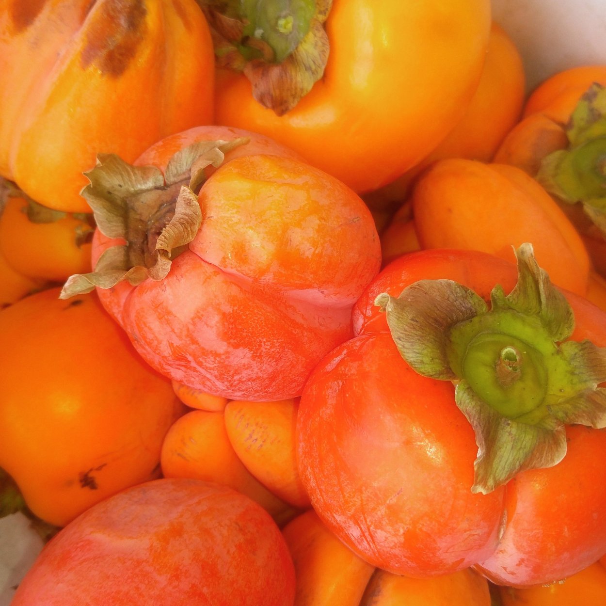 Синяя хурма в Дагестане