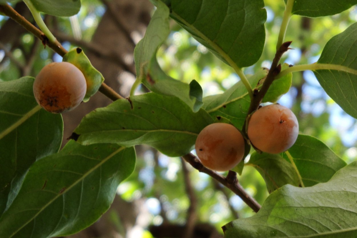 Хурма Дикая мелкая