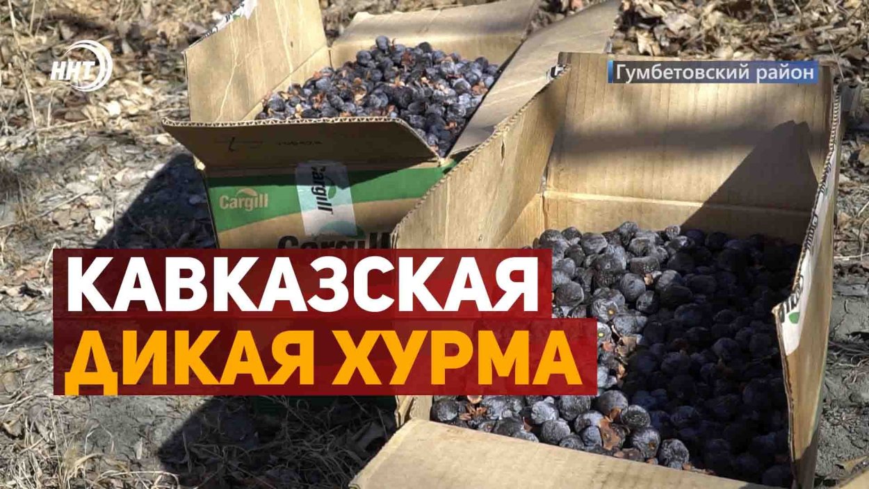 Мушмула Германская