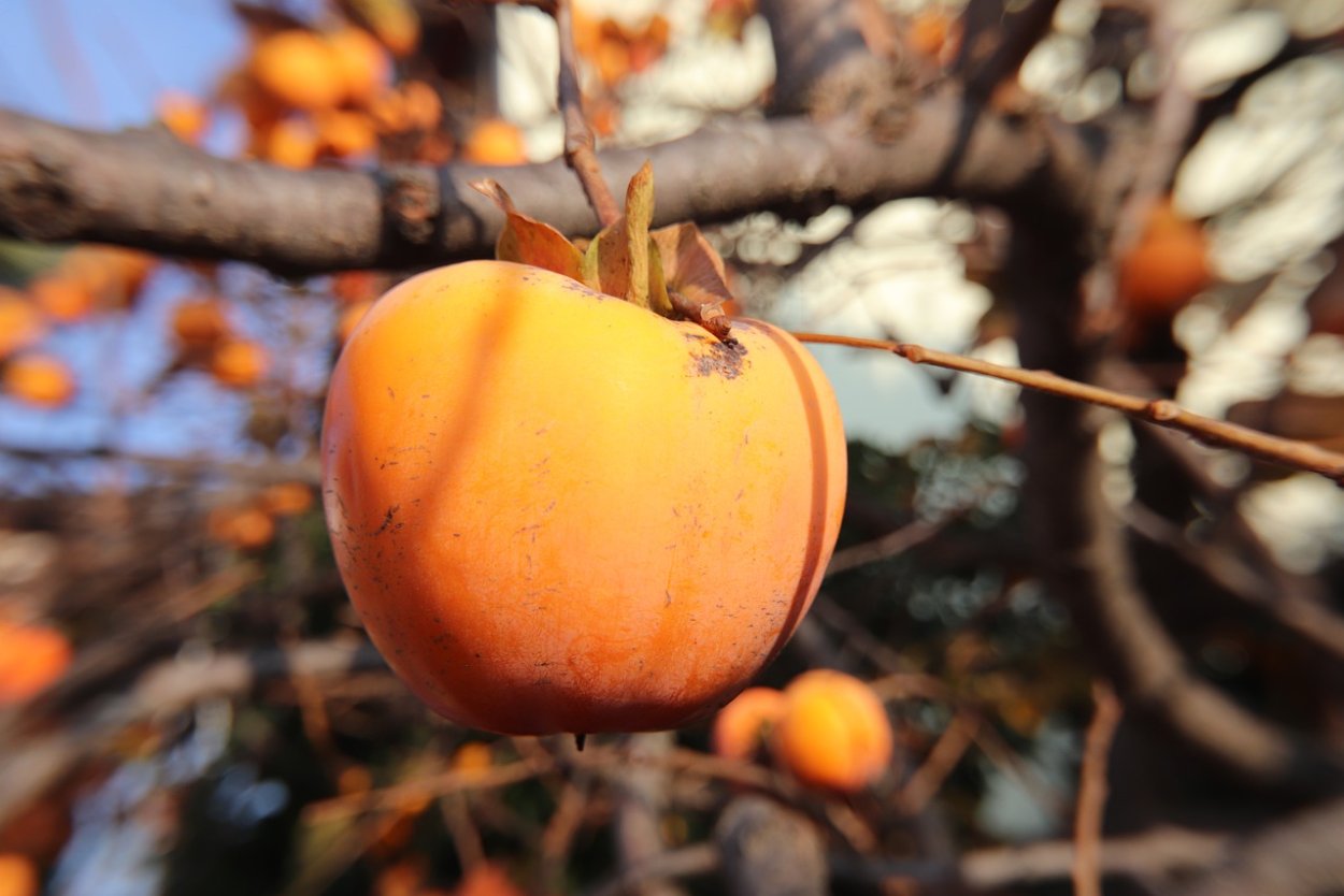 Дикая хурма Википедии