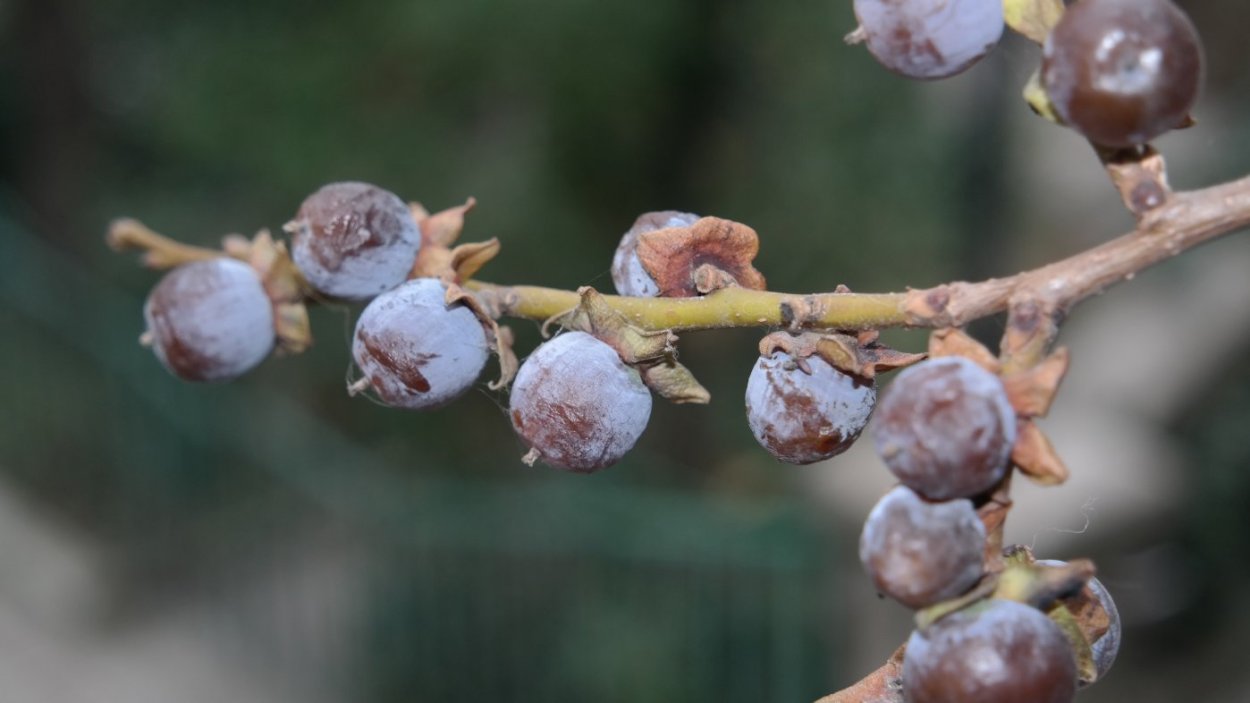 Горная хурма