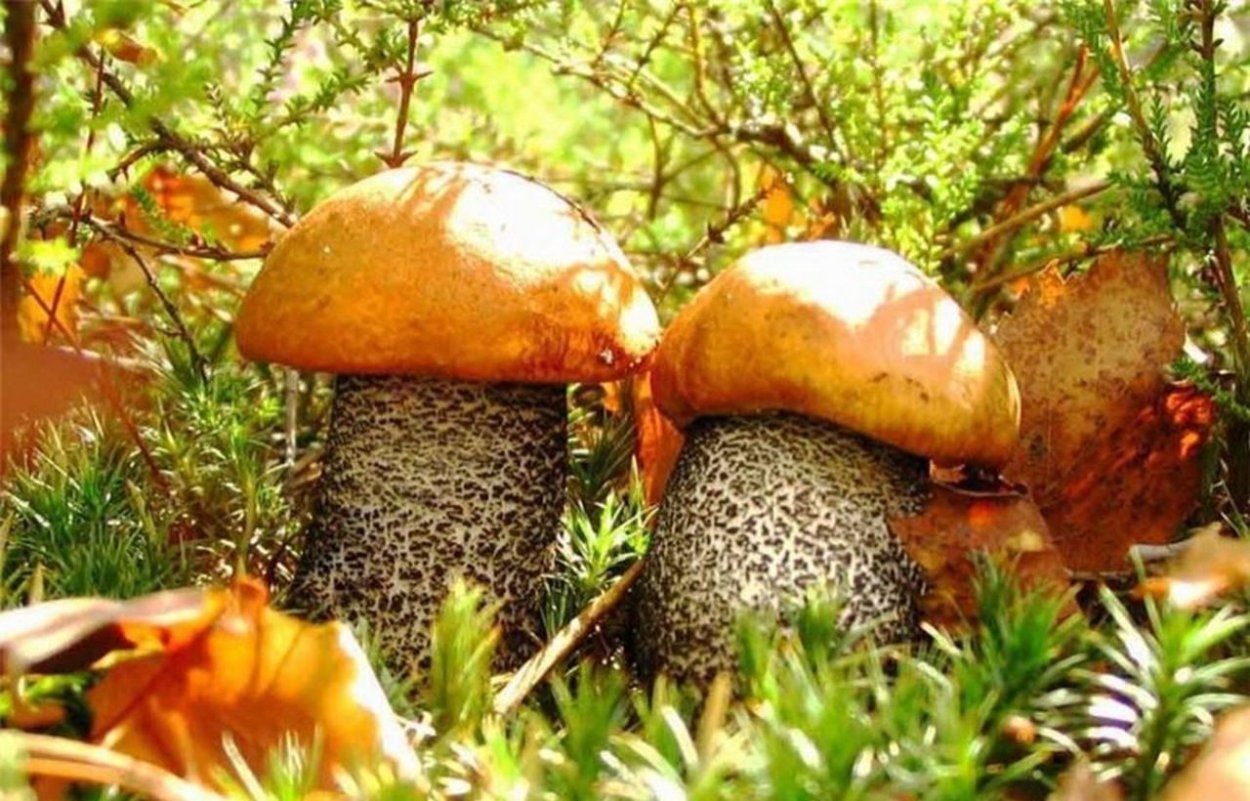 Осенние грибы